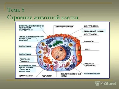 Растительные и животные клетки рисунок с подписями биология (50 фото) »  рисунки для срисовки на Газ-квас.ком