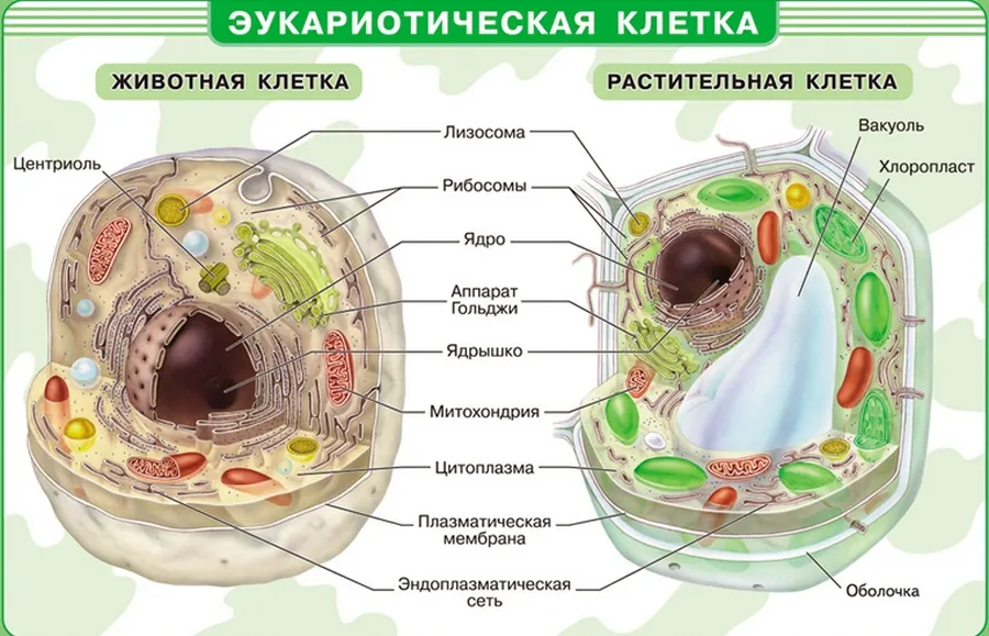 Какая особенность строения животной клетки