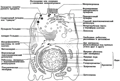 Строение животной клетки под …» — создано в Шедевруме