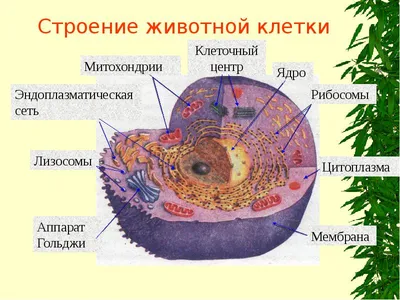 Животная клетка - презентация, доклад, проект