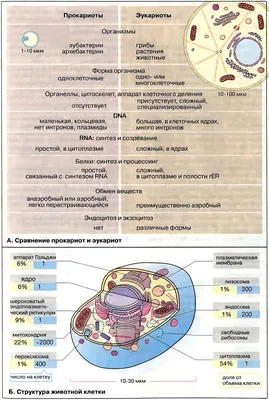 Модель-аппликация Строение клетки