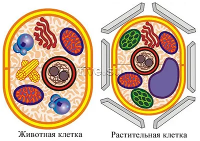 Строение клетки: функции, назначение и интересные факты - 24СМИ