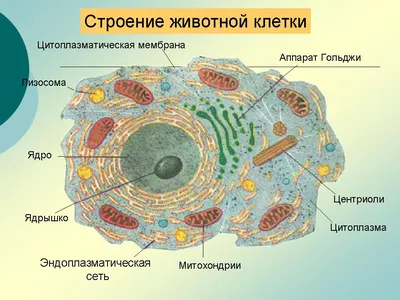 10. Клеточная теория. Общий план строения клетки: Общий план строения клеток