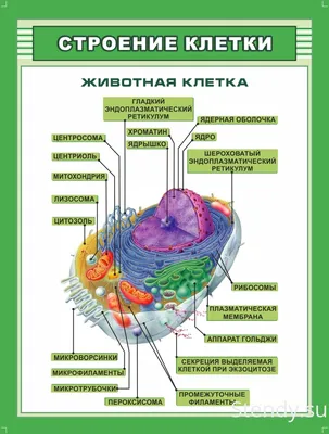 Рабочий лист по биологии: Строение животной клетки. Лабораторная работа  «Исследование клеток под микроскопом на временных микропрепаратах.  Сравнение растительной и животной клеток»