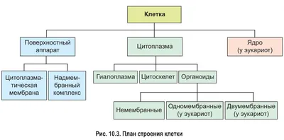 Изучите рисунок растительной и животной клетки. А) Назовите структурные  компоненты, характерные - Школьные Знания.com