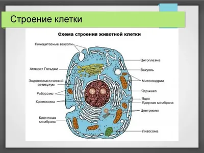 Рисунок Растительной Клетки (52 Фото)