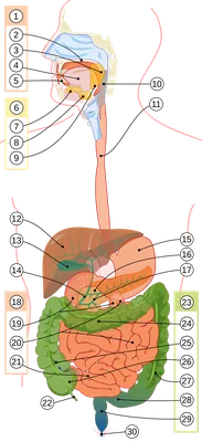  Органы ЖКТ - анатомия и физиология