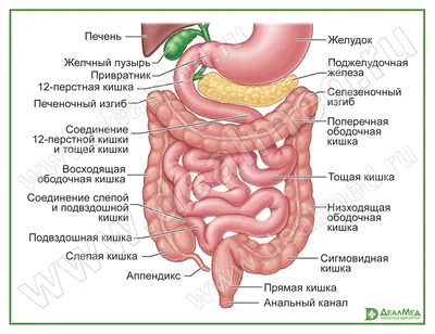 2-рисунок. Синтопия желудка в брюшной полости