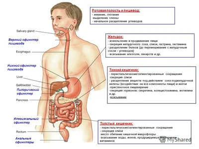 Где находится и как устроен кишечник человека? | ИзучаюМир | Дзен