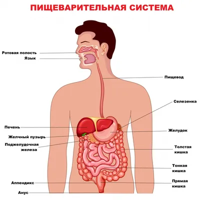 Как Расположены Внутренние Органы? Анатомия Человека + Картинки | Анатомия,  Анатомия человека, Человек