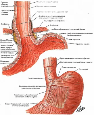 Анатомия желудочно-кишечного тракта (ЖКТ) | Meddoc