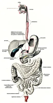 Пищеварительная система : нормальная анатомия | e-Anatomy