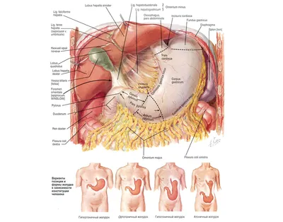 Пищеварительная система : нормальная анатомия | e-Anatomy