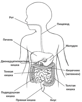  Органы ЖКТ - анатомия и физиология