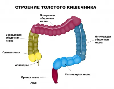 Пищеварительная система : нормальная анатомия | e-Anatomy