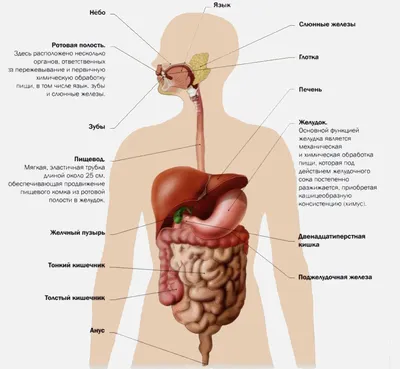 Пищеварительная система : нормальная анатомия | e-Anatomy