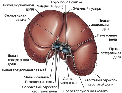 Жкт рисунок (47 фото) » Рисунки для срисовки и не только