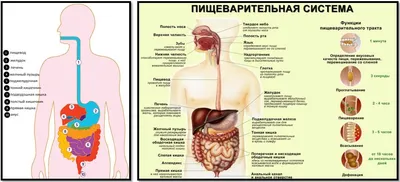 Анатомия человека: Толстая кишка. Строение толстой кишки. Стенки толстой  кишки