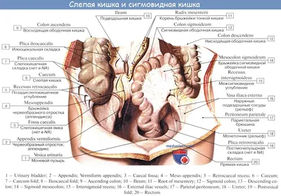 Строение органов пищеварительной системы человека • Биология, Анатомия и  физиология человека • Фоксфорд Учебник