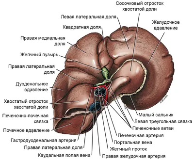 Строение органов пищеварительной системы человека • Биология, Анатомия и  физиология человека • Фоксфорд Учебник