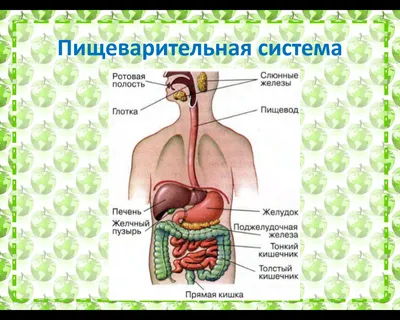 Мышцы человека: анатомия, строение, функции – Российский учебник