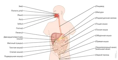 Анатомия желудочно-кишечного тракта (ЖКТ) | Meddoc