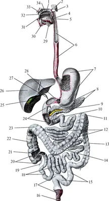 Желудочно-кишечный тракт человека — Википедия