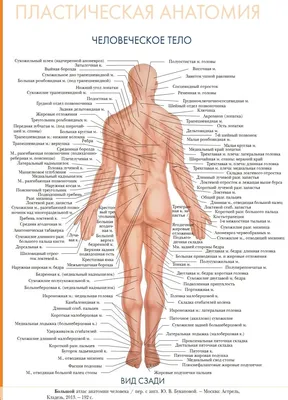 Пластическая анатомия: человеческое тело (вид сзади) | Анатомия, Тело,  Медицина