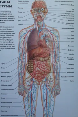 АНАТОМИЯ ЧЕЛОВЕКА | Энциклопедия Кругосвет