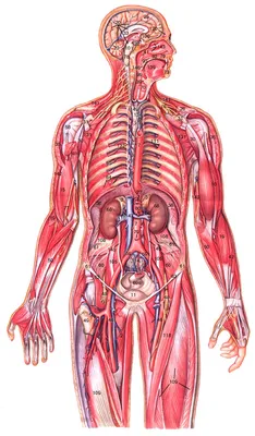 Виды и строение мышц человека | Anatomia do corpo humano, Anatomia corpo  humano, Músculos do corpo humano