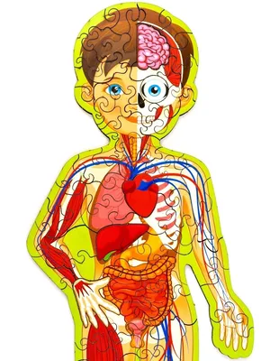 Внутреннее строение человека в виде …» — создано в Шедевруме