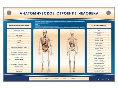 bio8s: Кости. Строение скелета: Скелет человека