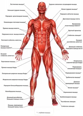 Плакаты "Строение человека" (id 107587212), купить в Казахстане, цена на  