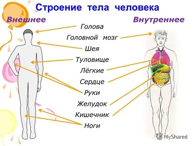 Строение тела человека, 10 таблиц+80 карт. купить в Москве, цена -  