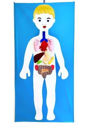 Научный опыт «Строение тела» | Интернет-магазин Континент игрушек