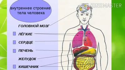 Атлас анатомии человека с дополненной реальностью Анна Спектор - купить  книгу Атлас анатомии человека с дополненной реальностью в Минске —  Издательство АСТ на 