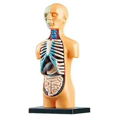 3D Съемный анатомический человеческий ТОРС, модель тела для обучения,  игрушка, структура человеческого тела, обучение для ребенка, ребенка,  студента | AliExpress