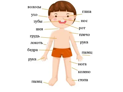 Мышцы человека: анатомия, строение, функции – Российский учебник