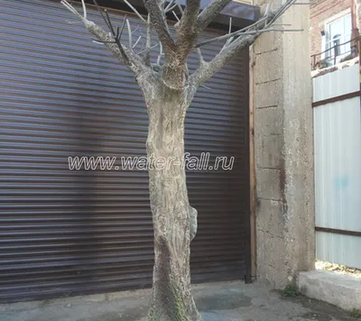 Аренда Дерева "Без Листьев" 2.5 м.