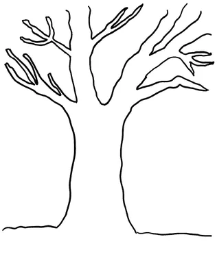 Раскраска. Как нарисовать дерево фото без листьев