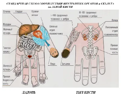 ТРИНАЧАЛЬНЫЕ СИСТЕМЫ СООТВЕТСТВИЯ РУК И НОГ | СЕРИЯ КНИГ ПО СУ ДЖОК ТЕРАПИИ  | Акупунктурные иглы, Су Джок терапия, инструмент, Su Jok, суджок, sujok,  Onnuri, оннури, кисть, стопа, корпоральные, ИРТ, рефлексотерапия,  иглоукалывание,