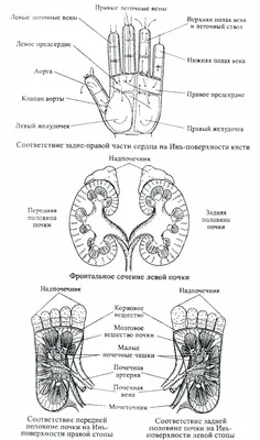 Оннури Су Джок терапия. Методические рекомендации