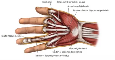 Hand Surgery Turkey - ТРАВМЫ СУХОЖИЛИЙ РАЗГИБИТЕЛЕЙ