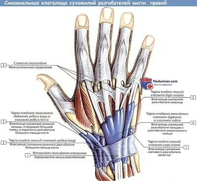 Анатомия: Синовиальные влагалища сухожилий разгибателей кисти | Мышечная  система, Анатомия, Анатомия и физиология