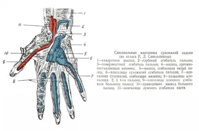 Ладонная сторона кисти - Верхняя конечность - Топографічна анатомія людини  російською мовою (ru) - Цікава інформація медичної спрямованості - Анатомія  людини