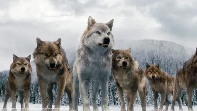 Сумеречный волк (60 фото) - красивые фото и картинки 