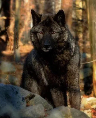Джейкоб волк - 62 фото