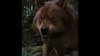 Джейкоб волк - 40 фото