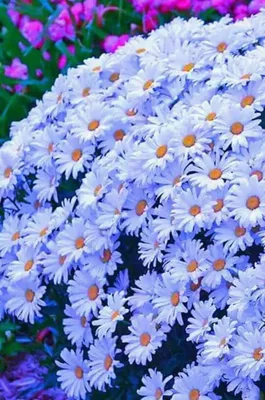 роскошь самые красивые цветы Стоковое Фото - изображение насчитывающей  красивейшее, завод: 272458956