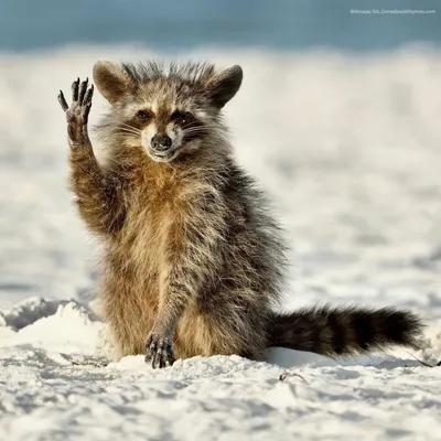 Самые смешные фото животных мира: прикольная подборка с конкурса Comedy  Wildlife Photo Awards